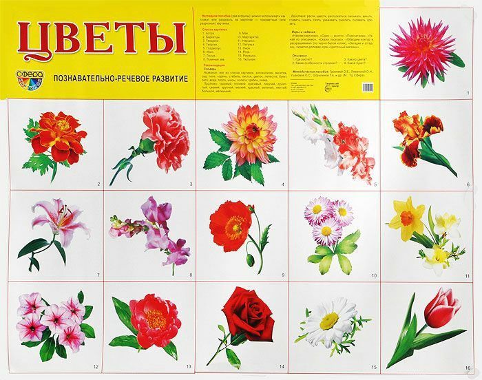 Детские рисунки цветов с названиями (49 фото) » рисунки для срисовки на manikyrsha.ru