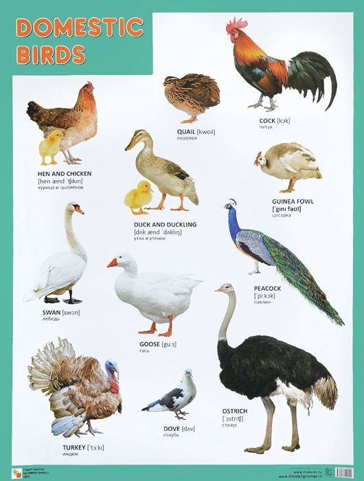Domestic Birds ( ).     