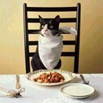 Ученый Кот кушает за столом