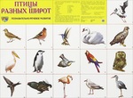 Птицы разных широт. Обучающий плакат