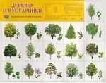Изучаем деревья и кустарники. Плакат А2