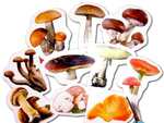 Развивающий набор наклеек "Моя корзинка: грибы"