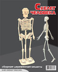 Сборная деревянная модель "Скелет человека"