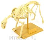 Скелет тигра. Наглядное пособие по анатомии