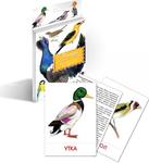 Птицы наших лесов. Дидактические карточки для детей