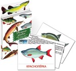 Речные рыбы. Дидактические карточки для детей