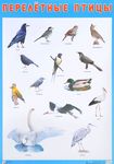 Перелетные птицы. Демонстрационный плакат