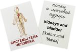 Тело человека. 16 раздаточных карточек с подписями на русском и английском языках. С транскрипцией 