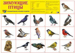 Зимующие птицы. Плакат для познавательного и речевого развития детей. 49х69 см