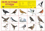 Перелетные птицы. Плакат для познавательного и речевого развития детей. 49х69 см