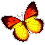 Бабочка красно-желтая. Фигурный мини-плакат
