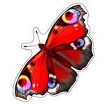 Бабочка Павлиний глаз. Фигурный мини-плакат